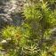  Michel POURCHET  - Juniperus oxycedrus L. [1753]