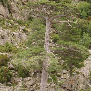 Photographie n°38486 du taxon Pinus nigra subsp. laricio Maire [1928]