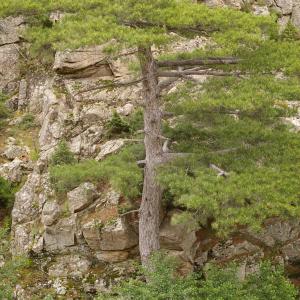 Photographie n°38487 du taxon Pinus nigra subsp. laricio Maire [1928]