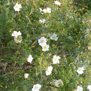 Photographie n°38490 du taxon Rosa canina L. [1753]