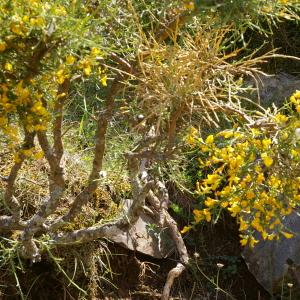 Photographie n°38496 du taxon Genista corsica (Loisel.) DC. [1815]