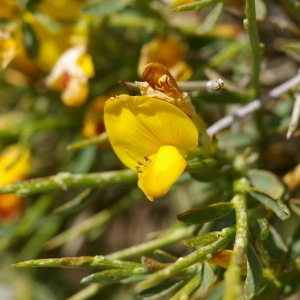 Photographie n°38498 du taxon Genista corsica (Loisel.) DC. [1815]