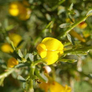 Photographie n°38499 du taxon Genista corsica (Loisel.) DC. [1815]