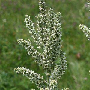 Photographie n°38500 du taxon Veratrum album L. [1753]