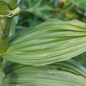 Photographie n°38502 du taxon Veratrum album L. [1753]