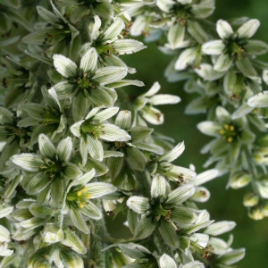 Photographie n°38503 du taxon Veratrum album L. [1753]