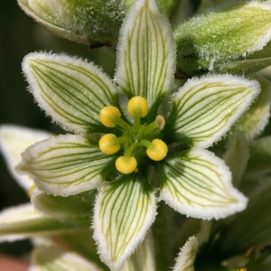 Photographie n°38504 du taxon Veratrum album L. [1753]