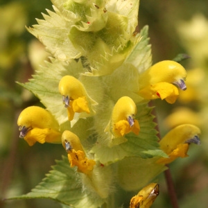 Photographie n°38514 du taxon Rhinanthus alectorolophus (Scop.) Pollich [1777]