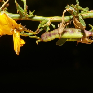 Photographie n°38518 du taxon Genista corsica (Loisel.) DC. [1815]