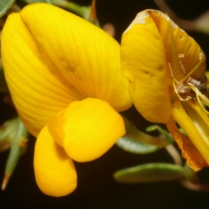 Photographie n°38520 du taxon Genista corsica (Loisel.) DC. [1815]