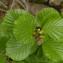  Michel POURCHET  - Alnus alnobetula subsp. suaveolens (Req.) Lambinon & Kerguélen [1988]