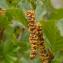  Michel POURCHET  - Alnus alnobetula subsp. suaveolens (Req.) Lambinon & Kerguélen [1988]