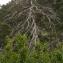  Michel POURCHET  - Alnus alnobetula subsp. suaveolens (Req.) Lambinon & Kerguélen [1988]