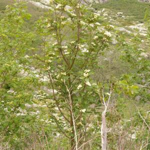 Photographie n°38536 du taxon Sorbus aucuparia subsp. praemorsa (Guss.) Nyman [1879]