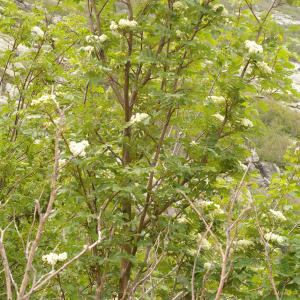 Sorbus aucuparia subsp. praemorsa (Guss.) Nyman (Sorbier cyrno-sicilien)