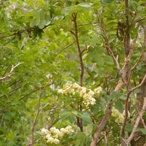  - Sorbus aucuparia subsp. praemorsa (Guss.) Nyman [1879]