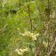  Michel POURCHET  - Sorbus aucuparia subsp. praemorsa (Guss.) Nyman [1879]