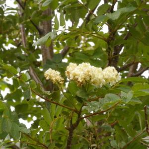 Photographie n°38540 du taxon Sorbus aucuparia subsp. praemorsa (Guss.) Nyman [1879]