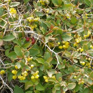 Photographie n°38541 du taxon Berberis aetnensis C.Presl [1826]