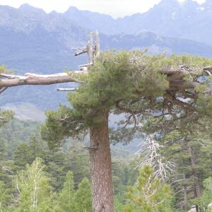 Photographie n°38543 du taxon Pinus nigra subsp. laricio Maire [1928]