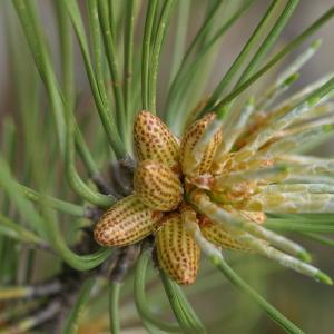 Pinus nigra subsp. laricio Maire (Laricio)