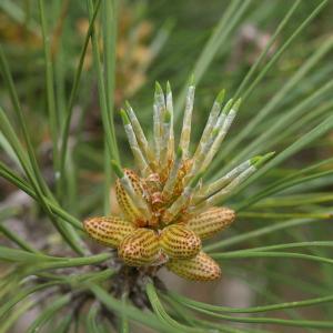 Photographie n°38545 du taxon Pinus nigra subsp. laricio Maire [1928]