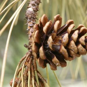 Photographie n°38548 du taxon Pinus nigra subsp. laricio Maire [1928]