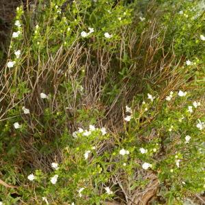 Photographie n°38555 du taxon Stachys corsica Pers. [1806]