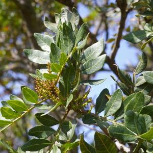 Photographie n°38568 du taxon Pistacia lentiscus L. [1753]