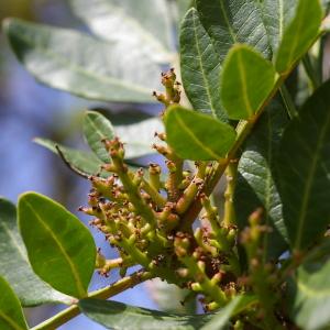 Photographie n°38569 du taxon Pistacia lentiscus L. [1753]