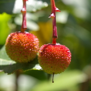 Photographie n°38590 du taxon Arbutus unedo L. [1753]