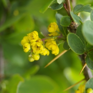 Photographie n°38597 du taxon Berberis vulgaris L. [1753]