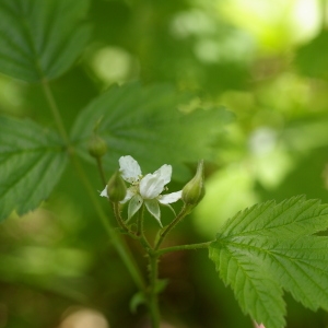 Photographie n°38607 du taxon Rubus saxatilis L. [1753]