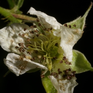 Rubus saxatilis L. (Ronce des rochers)