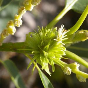 Photographie n°38618 du taxon Castanea sativa Mill. [1768]