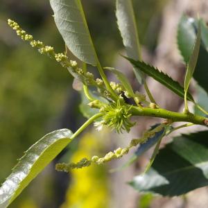 Photographie n°38623 du taxon Castanea sativa Mill. [1768]