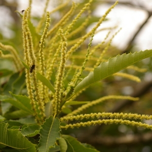 Photographie n°38624 du taxon Castanea sativa Mill. [1768]