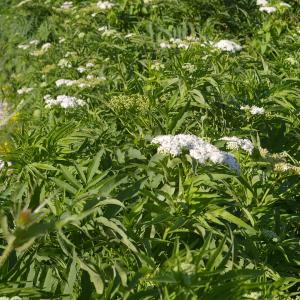 Photographie n°38631 du taxon Sambucus ebulus L. [1753]