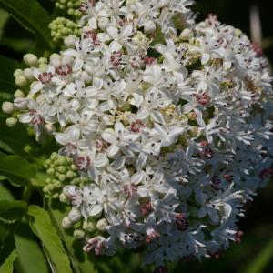 Photographie n°38633 du taxon Sambucus ebulus L. [1753]