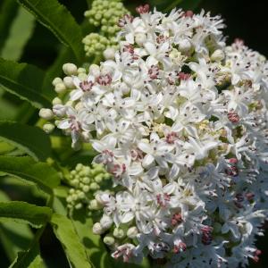 Photographie n°38634 du taxon Sambucus ebulus L. [1753]