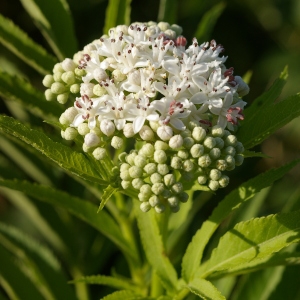 Photographie n°38635 du taxon Sambucus ebulus L. [1753]