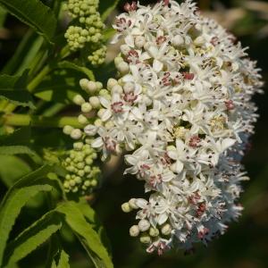 Photographie n°38636 du taxon Sambucus ebulus L. [1753]