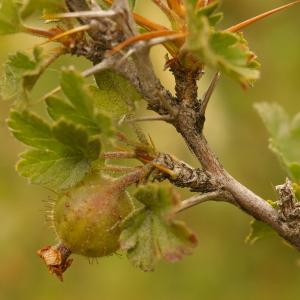 Photographie n°38646 du taxon Ribes uva-crispa L. [1753]