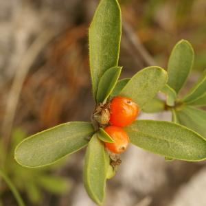 Photographie n°38659 du taxon Daphne alpina L. [1753]