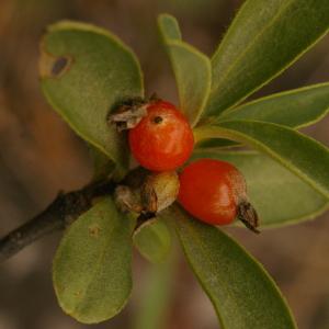 Photographie n°38661 du taxon Daphne alpina L. [1753]