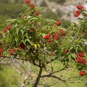 Photographie n°38671 du taxon Sambucus racemosa L. [1753]