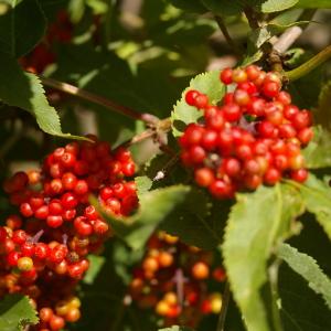 Photographie n°38674 du taxon Sambucus racemosa L. [1753]