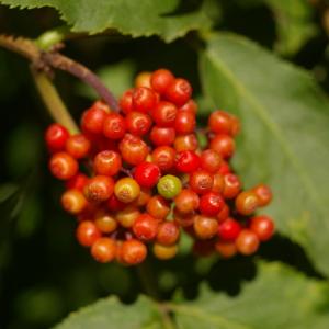 Photographie n°38675 du taxon Sambucus racemosa L. [1753]