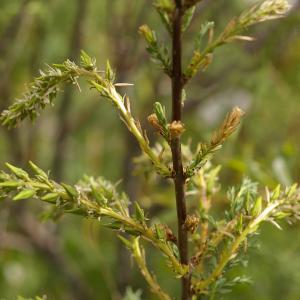 Photographie n°38681 du taxon Myricaria germanica (L.) Desv. [1824]