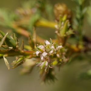 Photographie n°38682 du taxon Myricaria germanica (L.) Desv. [1824]